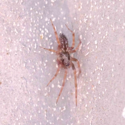 Badumna (genus) (Lattice-web spider) at O'Connor, ACT - 25 Apr 2023 by ConBoekel