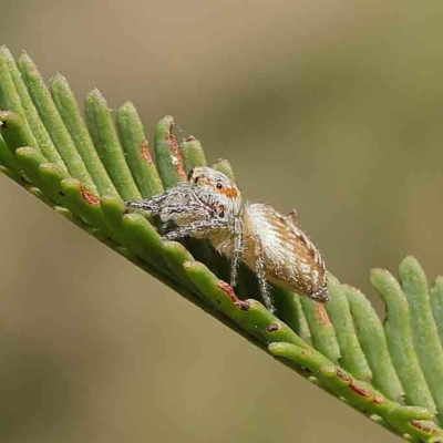 Opisthoncus sp. (genus) (Opisthoncus jumping spider) at O'Connor, ACT - 25 Apr 2023 by ConBoekel