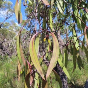 Muellerina eucalyptoides at Ku-Ring-Gai Chase, NSW - 27 Apr 2023