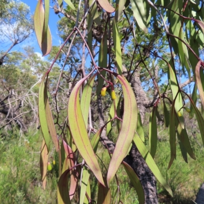 Muellerina eucalyptoides (Creeping Mistletoe) at Ku-Ring-Gai Chase, NSW - 27 Apr 2023 by MatthewFrawley