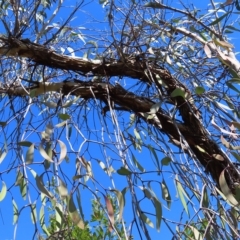 Muellerina eucalyptoides at Ku-Ring-Gai Chase, NSW - 27 Apr 2023