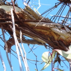 Muellerina eucalyptoides at Ku-Ring-Gai Chase, NSW - 27 Apr 2023