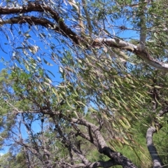 Muellerina eucalyptoides at Ku-Ring-Gai Chase, NSW - 27 Apr 2023