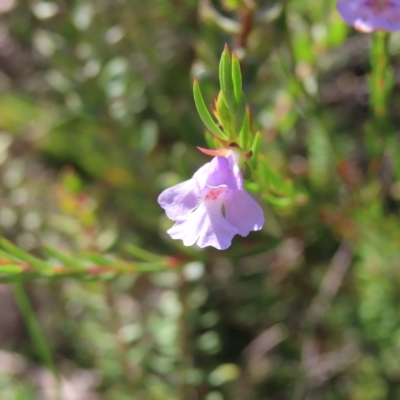 Hemigenia purpurea (Long-leaved Hemigenia) at Ku-ring-gai Chase National Park - 27 Apr 2023 by MatthewFrawley
