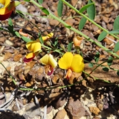 Bossiaea heterophylla (Variable Bossiaea) at Ku-ring-gai Chase National Park - 27 Apr 2023 by MatthewFrawley