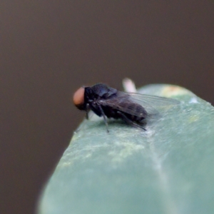 Platypezidae sp. (family) at Acton, ACT - 28 Apr 2023