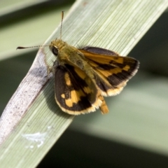 Ocybadistes walkeri (Green Grass-dart) at Spence, ACT - 11 Mar 2023 by JudithRoach