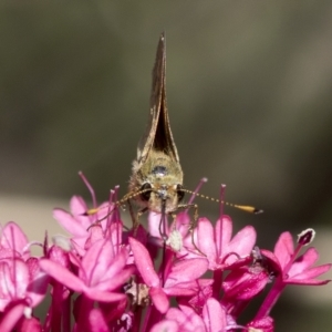 Ocybadistes walkeri at Spence, ACT - 11 Mar 2023