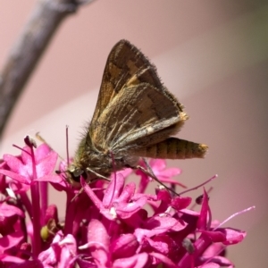 Ocybadistes walkeri at Spence, ACT - 11 Mar 2023