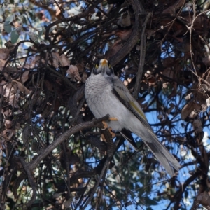 Manorina melanocephala at Downer, ACT - 24 Apr 2023