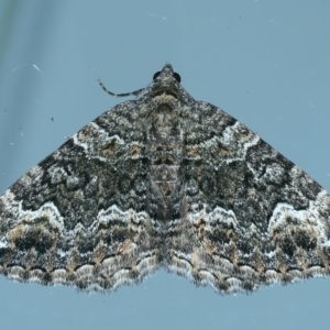 Chrysolarentia gypsomela at Ainslie, ACT - 23 Apr 2023