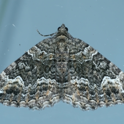 Chrysolarentia gypsomela (Gypsum Carpet) at Ainslie, ACT - 23 Apr 2023 by jb2602