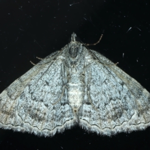 Chrysolarentia gypsomela at Ainslie, ACT - 23 Apr 2023