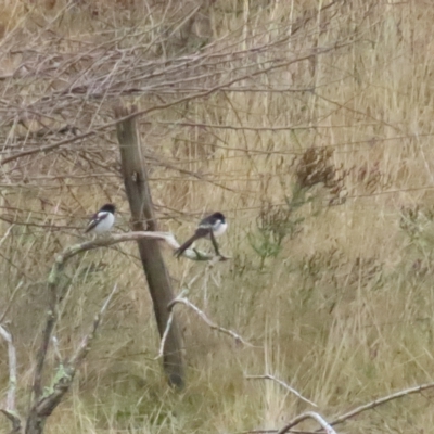 Melanodryas cucullata cucullata (Hooded Robin) at Tennent, ACT - 29 Apr 2023 by BenW