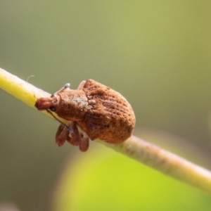 Gonipterus sp. (genus) at Mount Clear, ACT - 28 Apr 2023