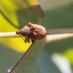 Gonipterus sp. (genus) at Mount Clear, ACT - 28 Apr 2023