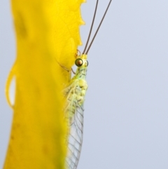 Plesiochrysa ramburi (A Green Lacewing) at Murrumbateman, NSW - 29 Apr 2023 by amiessmacro