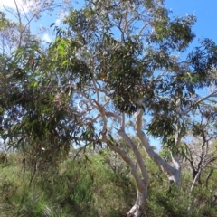 Eucalyptus haemastoma (Scribbly Gum) at Ku-ring-gai Chase National Park - 27 Apr 2023 by MatthewFrawley