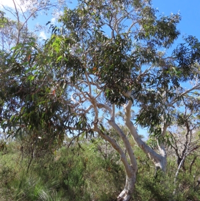 Eucalyptus haemastoma (Scribbly Gum) at Ku-Ring-Gai Chase, NSW - 27 Apr 2023 by MatthewFrawley