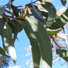 Eucalyptus haemastoma at Ku-Ring-Gai Chase, NSW - 27 Apr 2023