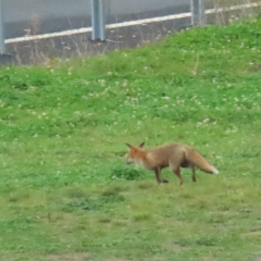 Vulpes vulpes (Red Fox) at Booth, ACT - 29 Apr 2023 by BenW