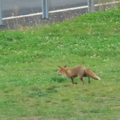 Vulpes vulpes (Red Fox) at Booth, ACT - 29 Apr 2023 by TomW