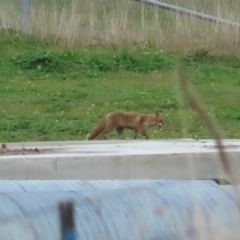 Vulpes vulpes at Booth, ACT - 29 Apr 2023 11:10 AM