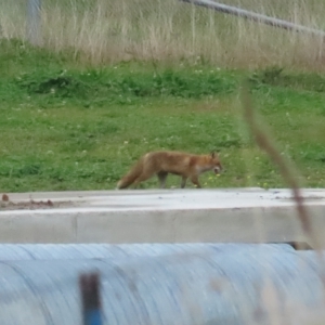 Vulpes vulpes at Booth, ACT - 29 Apr 2023 11:10 AM