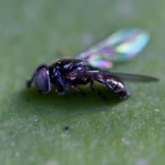 Unidentified Insect at Acton, ACT - 28 Apr 2023 by KorinneM