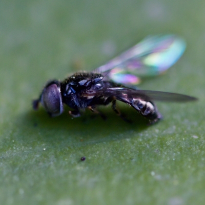 Unidentified Insect at Acton, ACT - 28 Apr 2023 by KorinneM