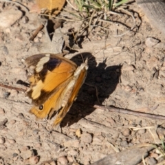 Heteronympha merope (Common Brown Butterfly) at Namadgi National Park - 28 Apr 2023 by SWishart