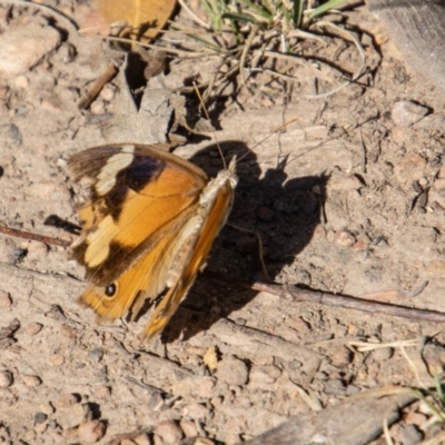 Heteronympha merope (Common Brown Butterfly) at Mount Clear, ACT - 28 Apr 2023 by SWishart