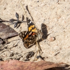 Vanessa kershawi (Australian Painted Lady) at Mount Clear, ACT - 28 Apr 2023 by SWishart