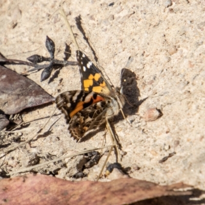 Vanessa kershawi (Australian Painted Lady) at Namadgi National Park - 28 Apr 2023 by SWishart