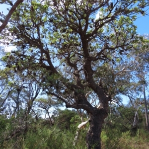 Banksia serrata at Ku-Ring-Gai Chase, NSW - 27 Apr 2023