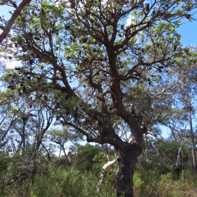 Banksia serrata (Saw Banksia) at Ku-ring-gai Chase National Park - 27 Apr 2023 by MatthewFrawley