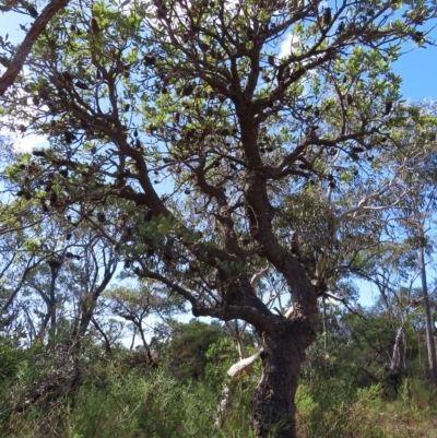 Banksia serrata (Saw Banksia) at Ku-Ring-Gai Chase, NSW - 27 Apr 2023 by MatthewFrawley