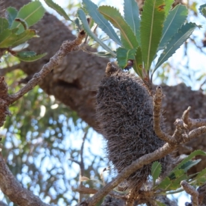 Banksia serrata at Ku-Ring-Gai Chase, NSW - 27 Apr 2023