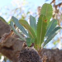 Banksia serrata at Ku-Ring-Gai Chase, NSW - 27 Apr 2023