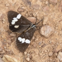 Nyctemera amicus (Senecio Moth, Magpie Moth, Cineraria Moth) at Namadgi National Park - 28 Apr 2023 by SWishart