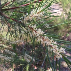 Hakea sericea (Needlebush) at Ku-ring-gai Chase National Park - 27 Apr 2023 by MatthewFrawley