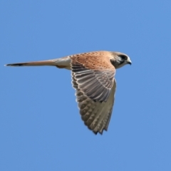 Falco cenchroides (Nankeen Kestrel) at Goorooyarroo NR (ACT) - 19 Apr 2023 by jb2602