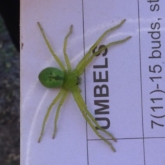 Neosparassus sp. (genus) (Unidentified Badge huntsman) at Sth Tablelands Ecosystem Park - 27 Apr 2023 by AndyRussell