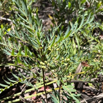 Polyscias sambucifolia (Elderberry Panax) at Namadgi National Park - 20 Feb 2023 by chromo