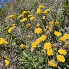 Podolepis robusta (Alpine Podolepis) at Cotter River, ACT - 19 Feb 2023 by chromo