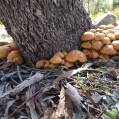 Gymnopilus junonius (Spectacular Rustgill) at Molonglo Valley, ACT - 27 Apr 2023 by AndyRussell