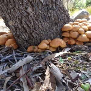 Gymnopilus junonius at Molonglo Valley, ACT - 27 Apr 2023 12:39 PM