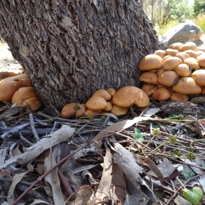 Gymnopilus junonius (Spectacular Rustgill) at Molonglo Valley, ACT - 27 Apr 2023 by AndyRussell