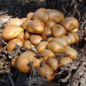 Gymnopilus junonius at Molonglo Valley, ACT - 27 Apr 2023 12:39 PM