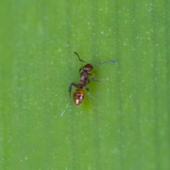 Stigmacros sp. (genus) (An Ant) at ANBG - 28 Apr 2023 by KorinneM
